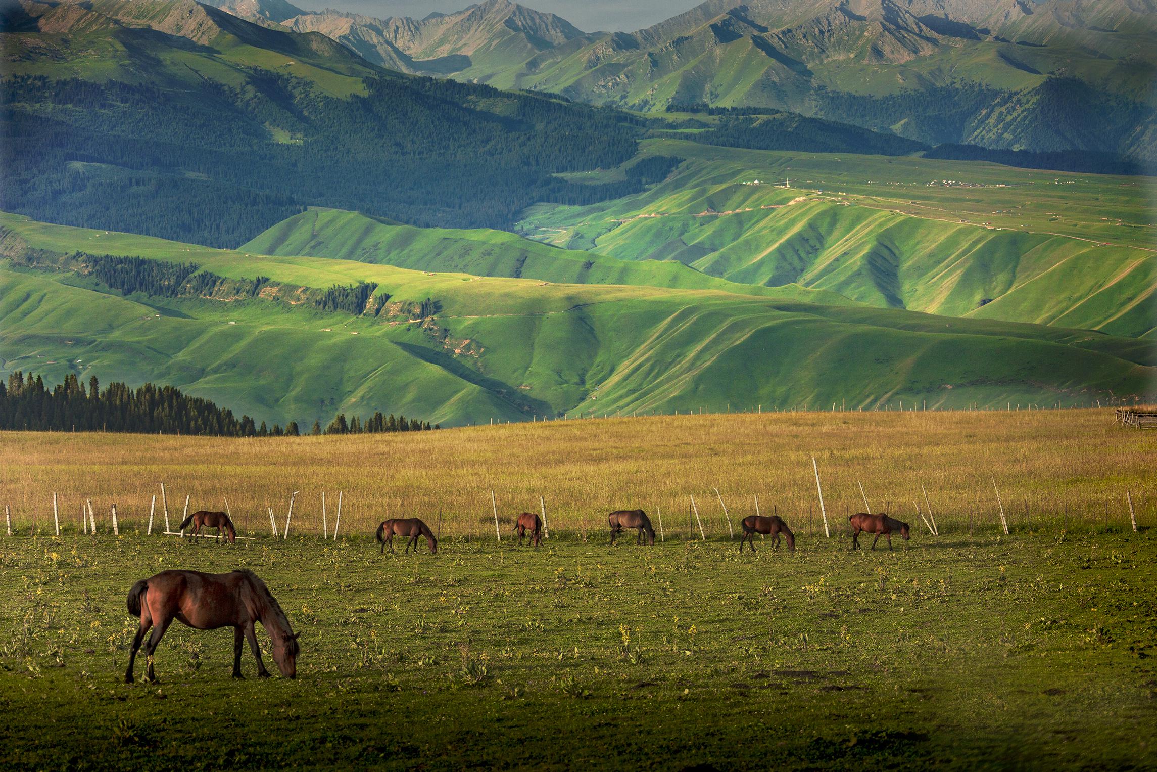 探寻新疆巷弄中的秘密花园,特色小店之旅